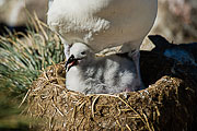Picture 'Ant1_1_00180 Black-browed Albatross, Chick, Diomedea Melanophris, Antarctica and sub-Antarctic islands, Falkland Islands, West Point'